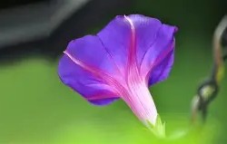 南宫娱乐入口-嗪怎么读音是什么意思